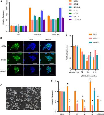 Generation of Sheep Induced Pluripotent Stem Cells With Defined DOX-Inducible Transcription Factors via piggyBac Transposition